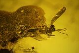 Six Fossil Flies (One With Eggs) In Baltic Amber #139039-2